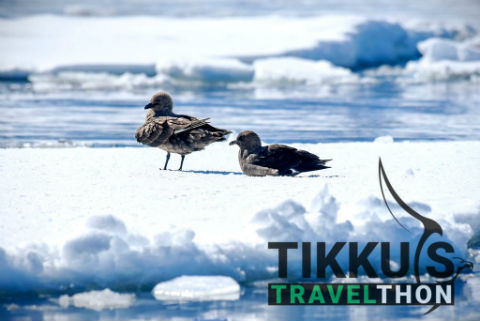 Anuj Tikku | Antarctica Diaries | Birds
