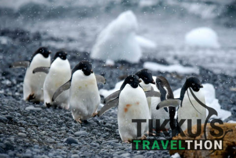 Anuj Tikku | Antarctica Diaries | Penguins