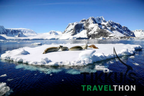 Anuj Tikku | Antarctica Diaries | WildLife